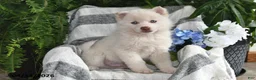 Pomsky dogs for sale: Marshmallow - Ad 1