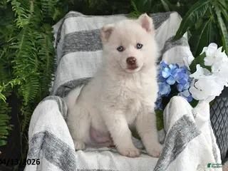 Pomsky dogs for sale: Marshmallow - Ad 1