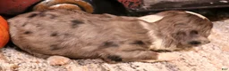 Toy Australian Shepherd dogs for sale: Inka blue merle f - Ad 3