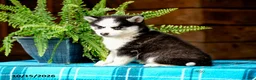 Pomsky dogs for sale: Regina - Ad 5