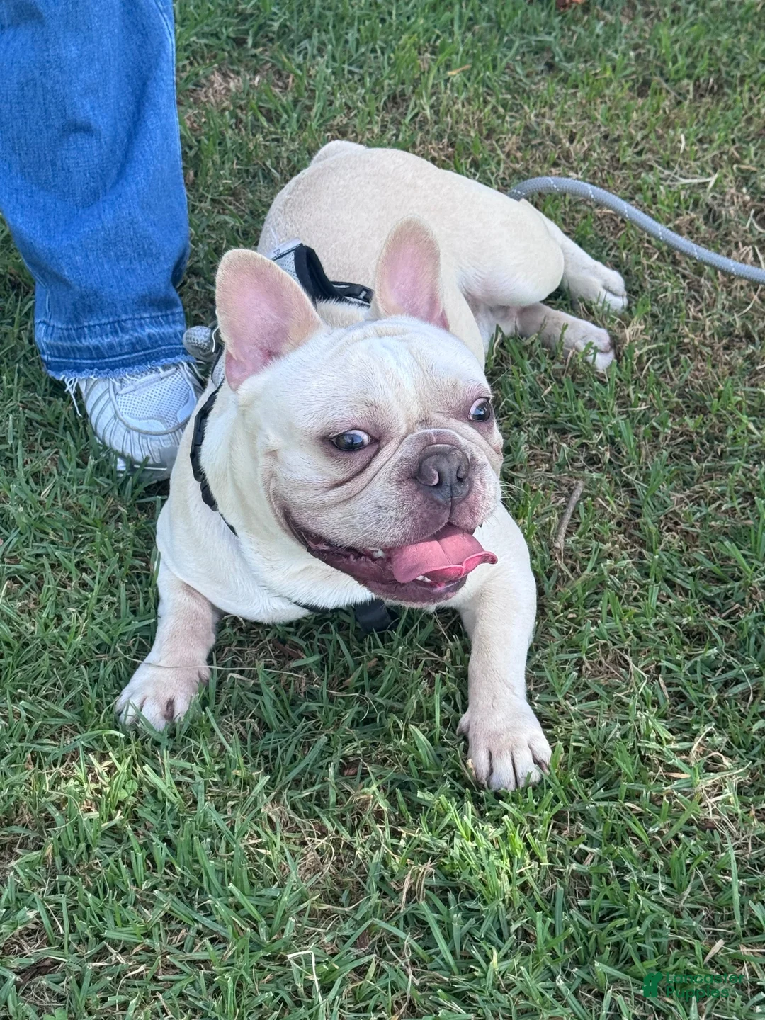French Bulldog dogs for sale: French Bulldog 1 - Ad 2