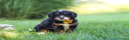 Mini Bernedoodle dogs for sale: Airhead - Ad 3