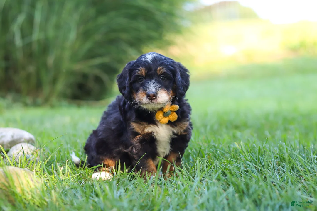Mini Bernedoodle dogs for sale: Spree - Ad 11