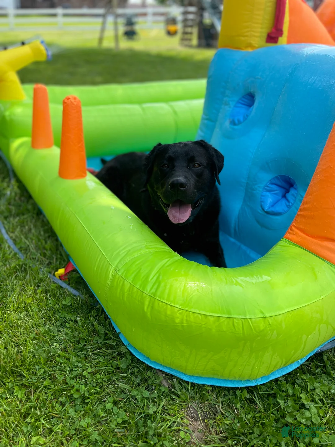 Labrador Retriever dogs for stud: Otso King of the Forest- Bear  - Ad 8