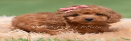 Maltipoo dogs for sale: Cupcake F1 - Ad 3