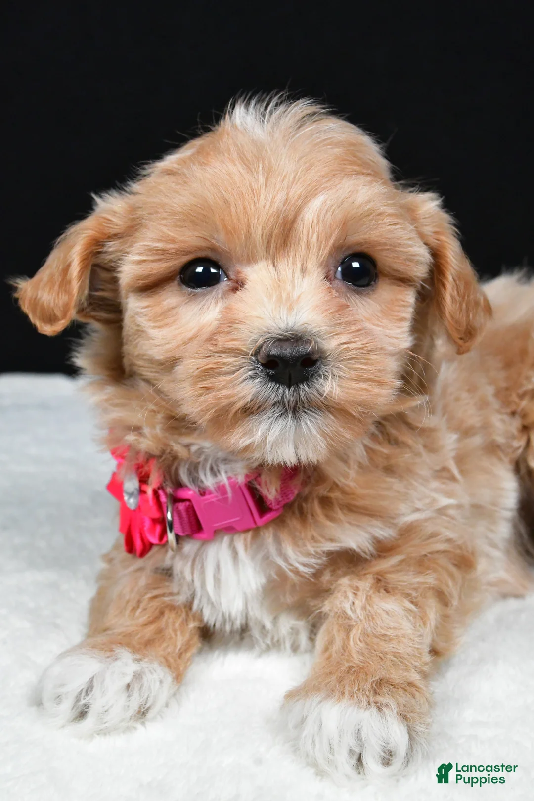 Maltipoo dogs for sale: Annie - Ad 2