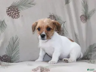Mixed Breed dogs Spot - Ad 27