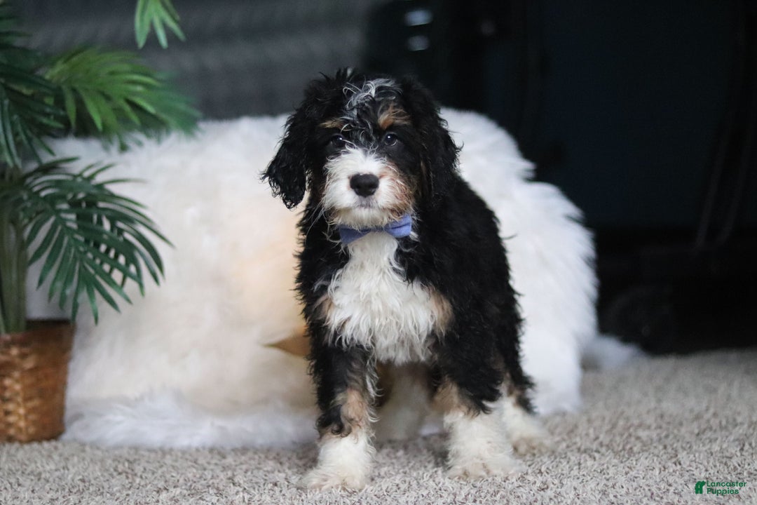 Mini Bernedoodle dogs for sale: Simon - Ad 2