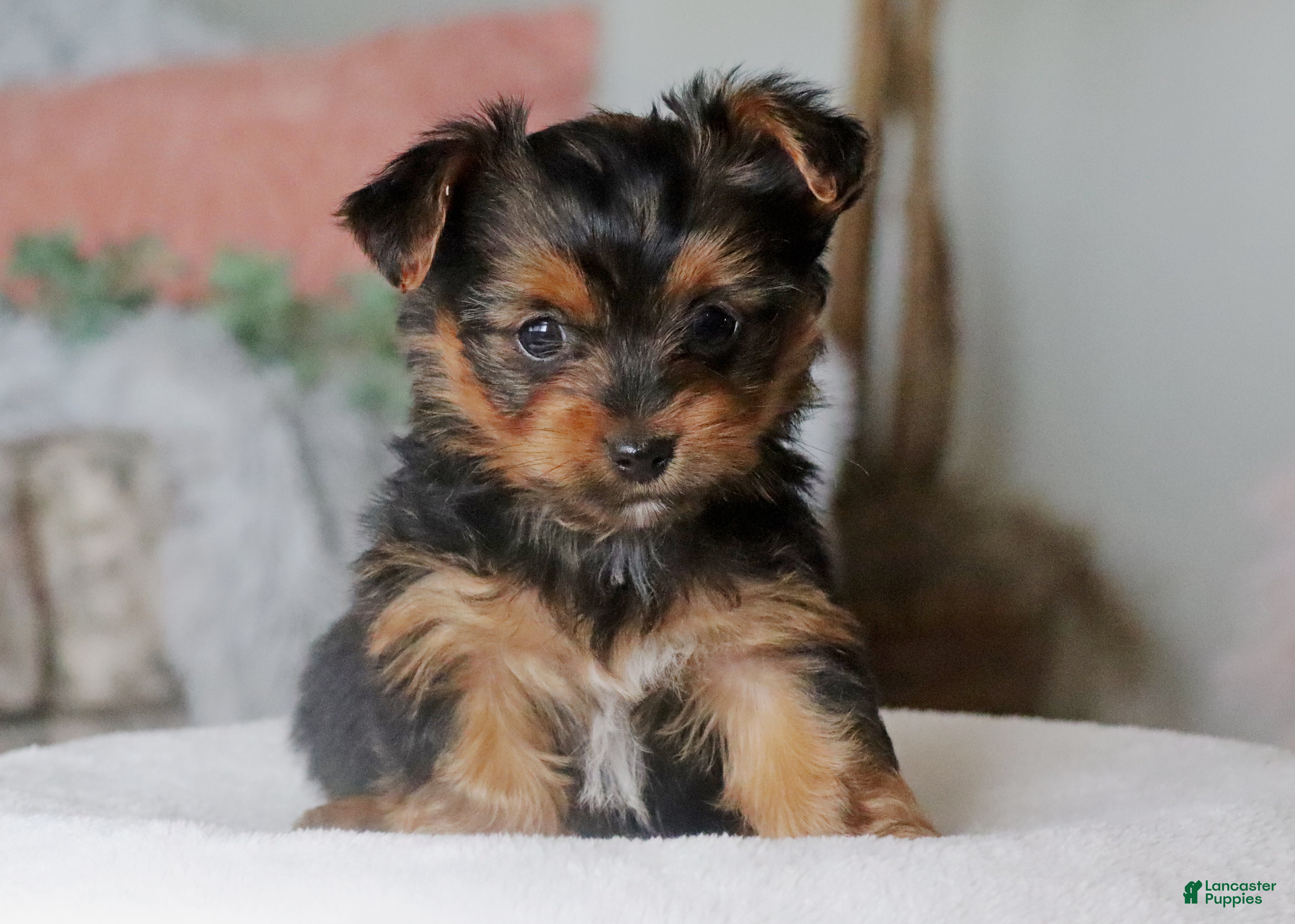 Yorkshire Terrier dogs Riley - Ad 2