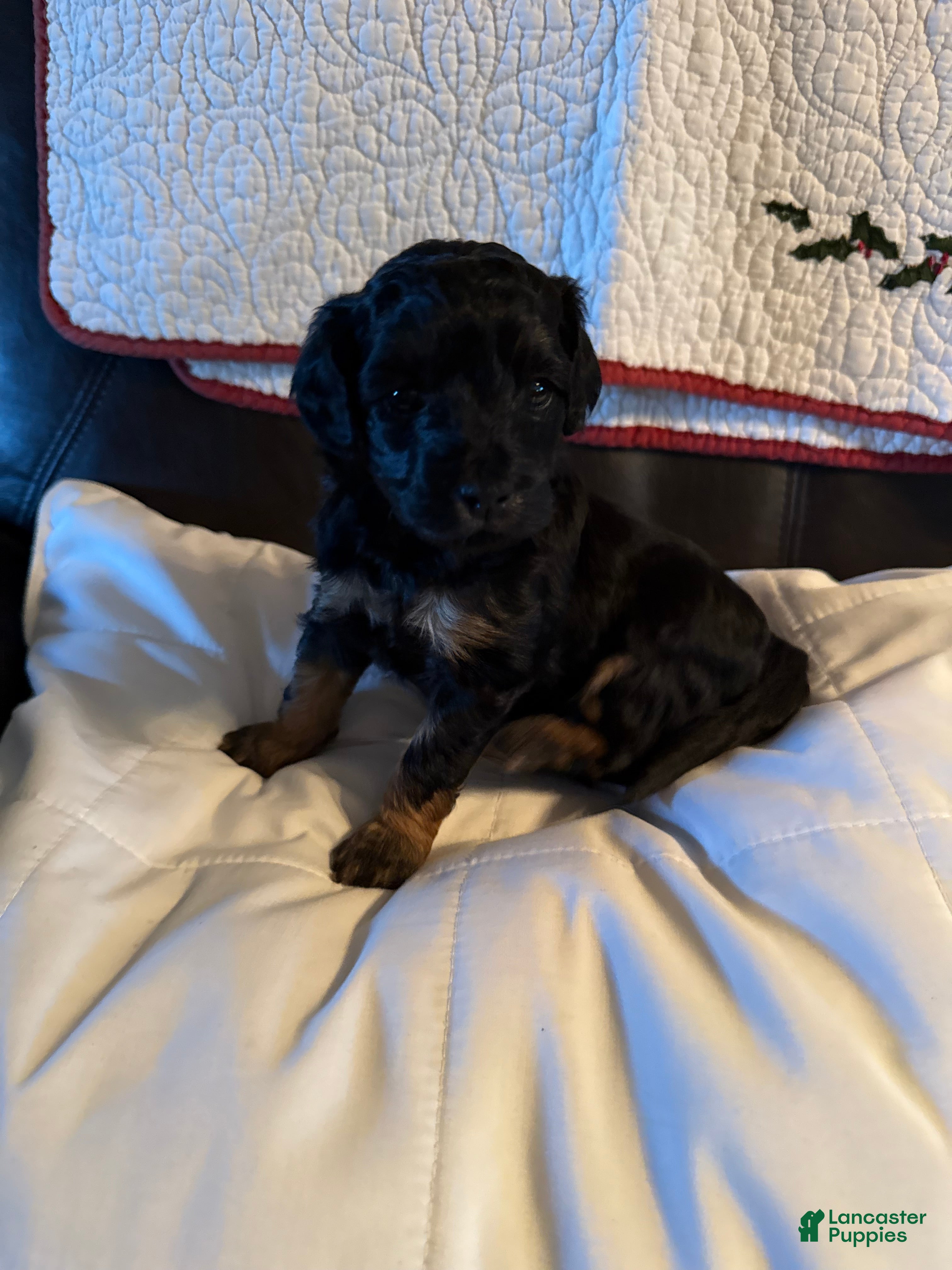 Mini Goldendoodle dogs Mini Goldendoodle Puppy 4 - Ad 17