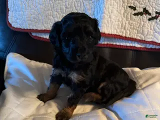 Mini Goldendoodle dogs Mini Goldendoodle Puppy 4 - Ad 17