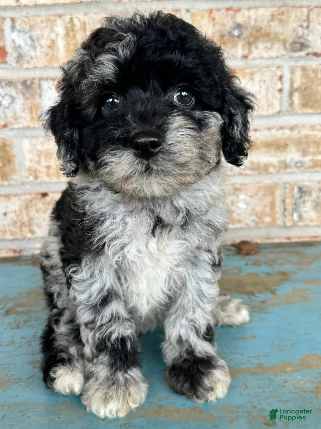 Mixed Breed dogs for sale: Shadow - Ad 2