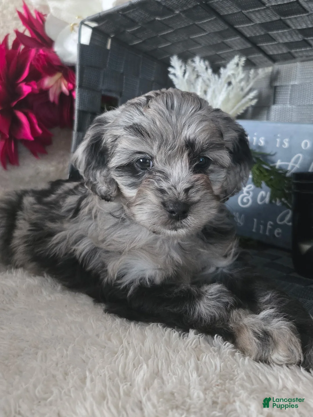 Cavapoo dogs for sale: Sweetie - Ad 2