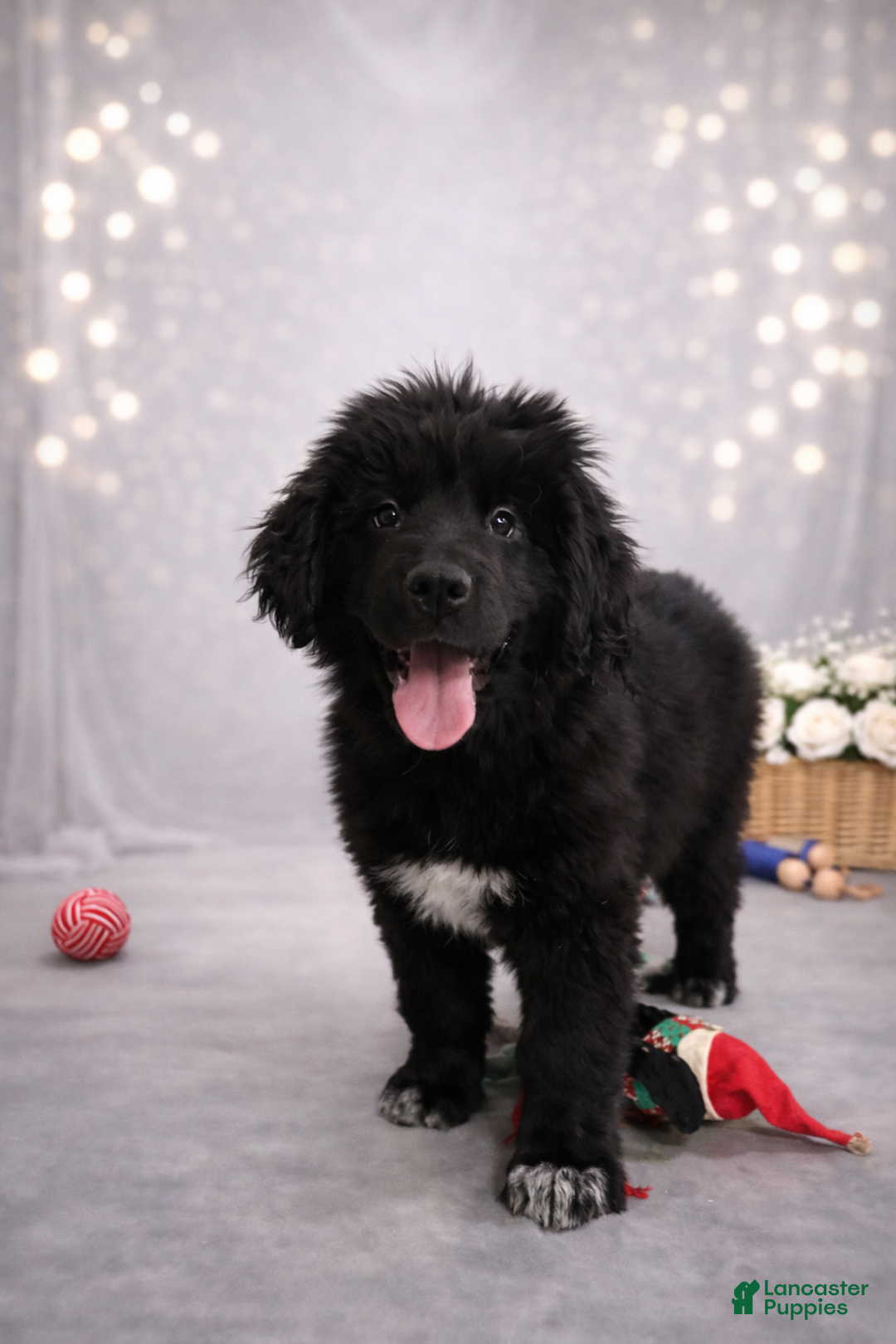 Newfoundland dogs for sale: Noel - Ad 3