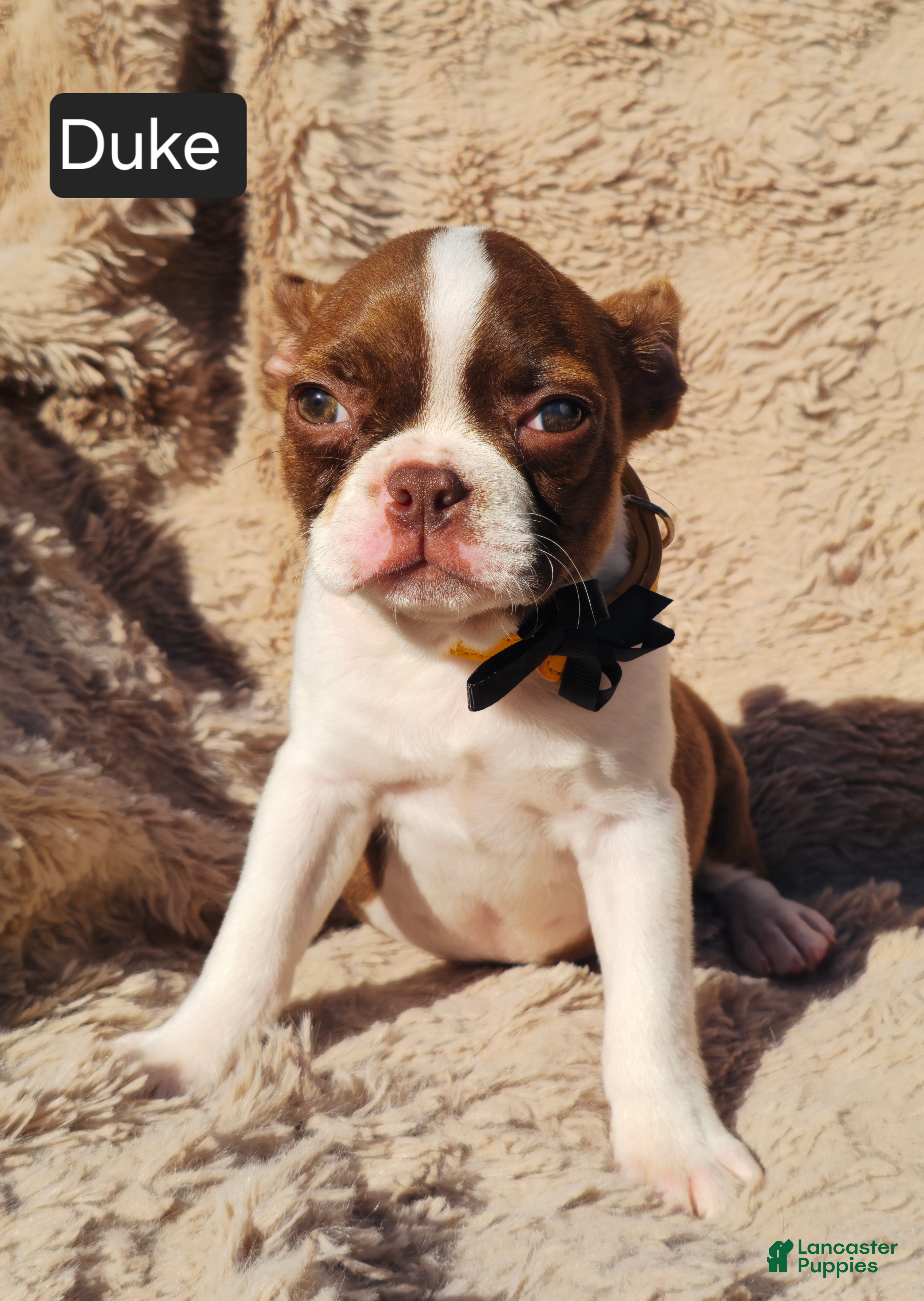 Boston Terrier dogs Duke - Ad 2