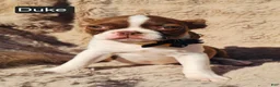 Boston Terrier dogs for sale: Duke - Ad 2