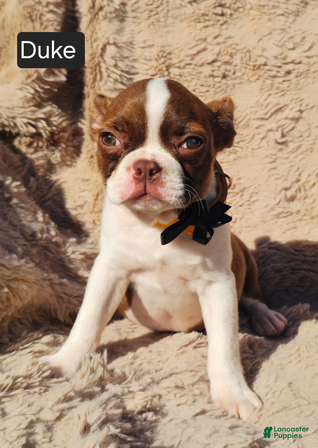 Boston Terrier dogs for sale: Duke - Ad 2