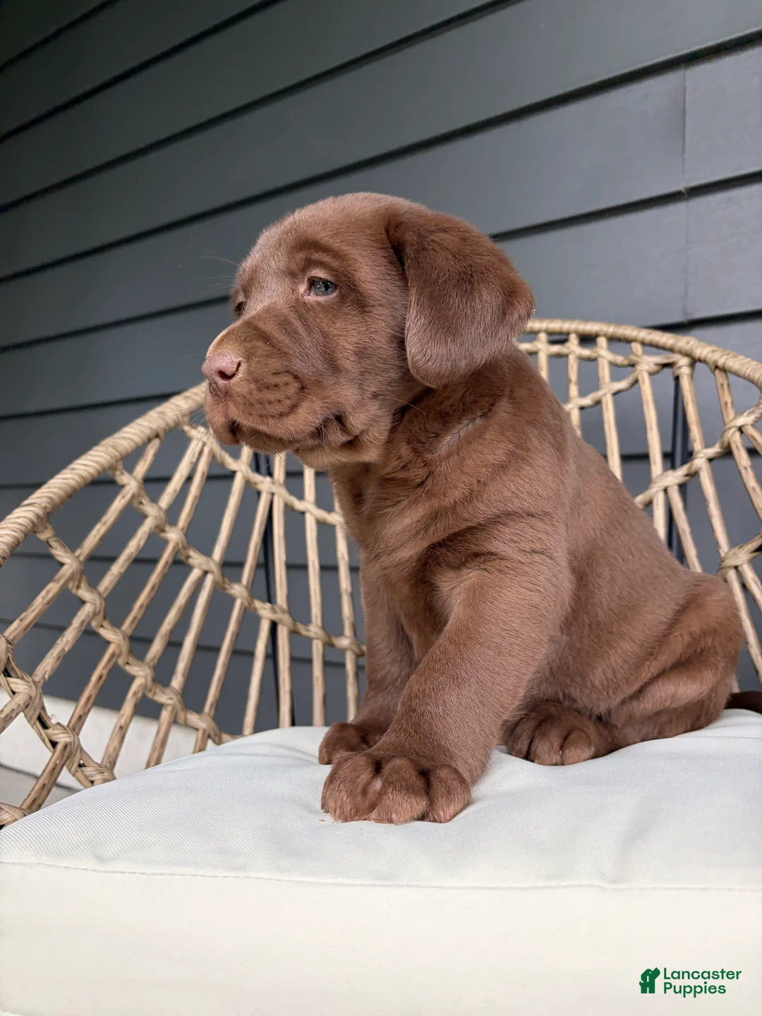 Labrador Retriever dogs for sale: Mack - Ad 2