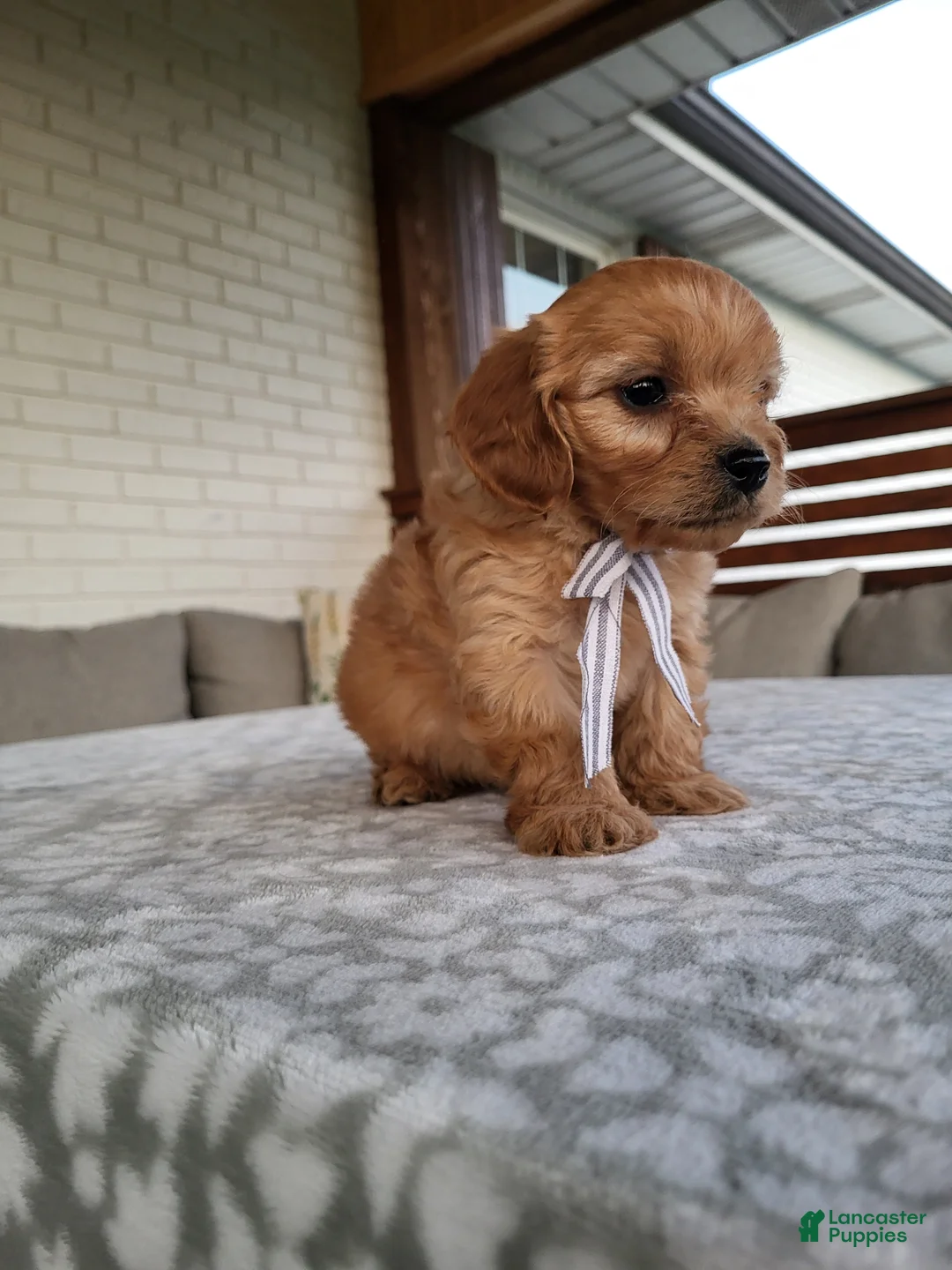 Cavapoo dogs for sale: Kruz - Ad 2