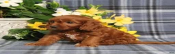 Cavapoo dogs for sale: BJ's Unicorn - Ad 5