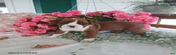 Boxer dogs for sale: Tiana - Ad 6