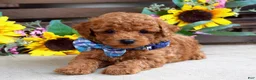 Mixed Breed dogs for sale: Peter - Ad 8