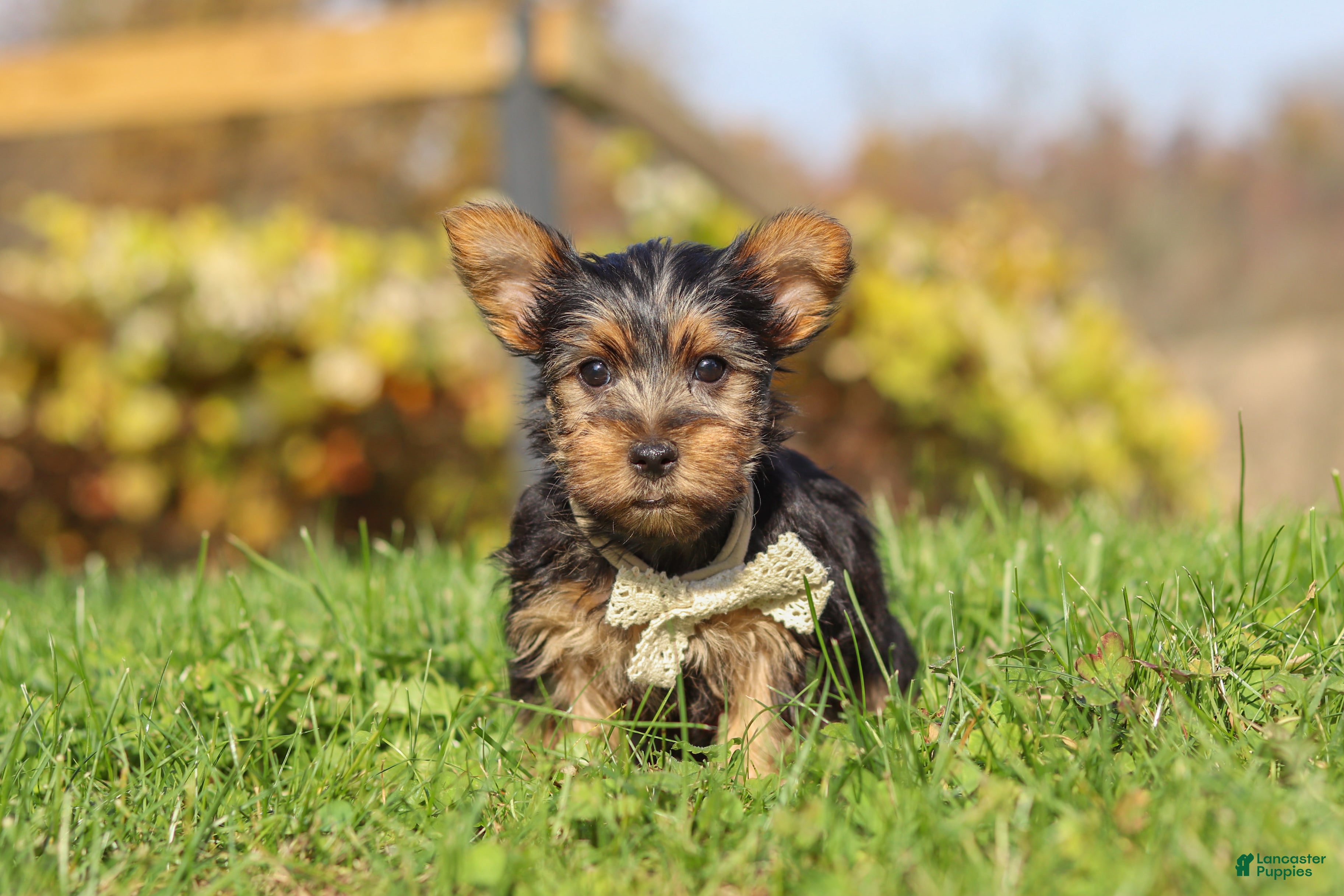 Yorkshire Terrier dogs for sale: Rowan - Ad 2