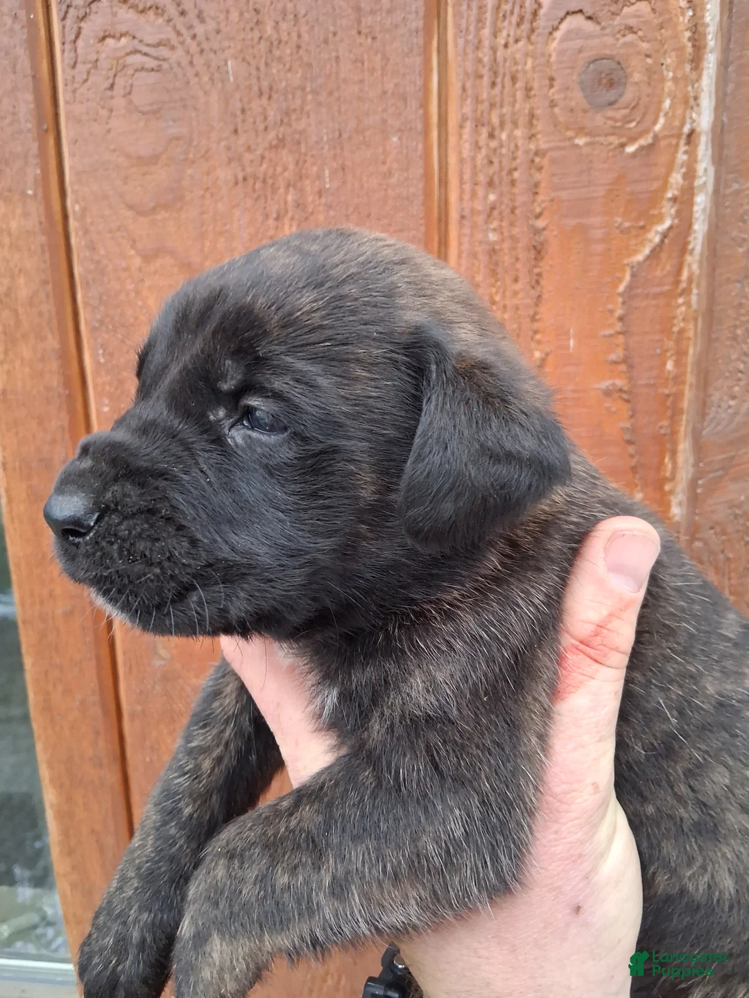 English Mastiff dogs for sale: Diesel - Ad 2