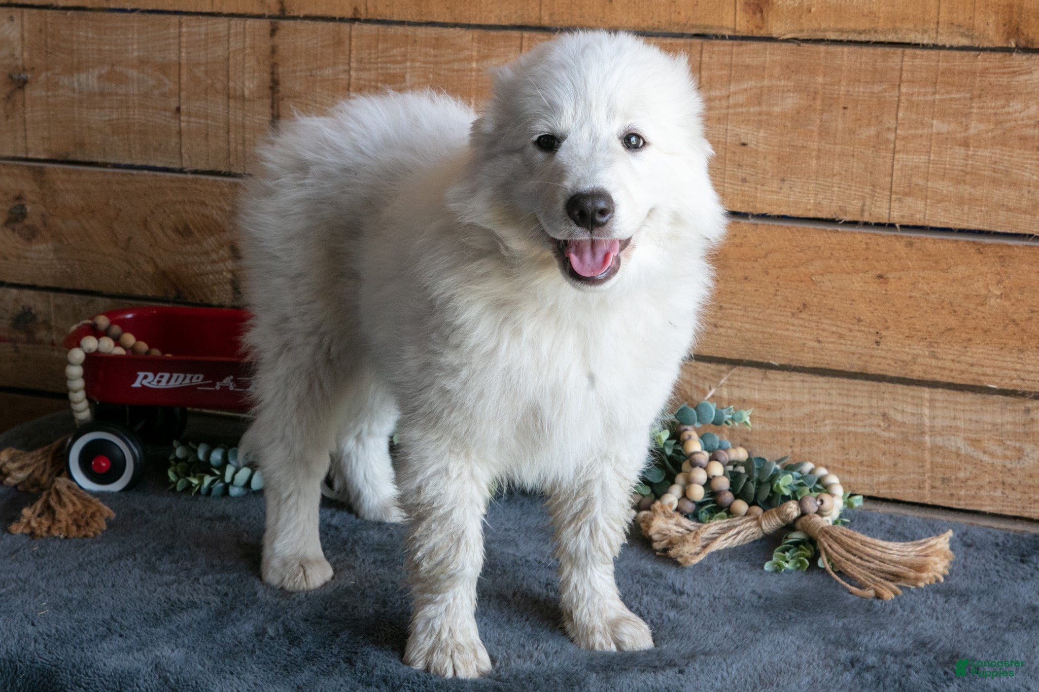 Maremma Sheepdog dogs Pinky - Ad 1