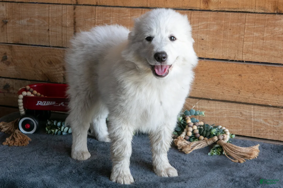 Maremma Sheepdog dogs for sale: Pinky - Ad 1