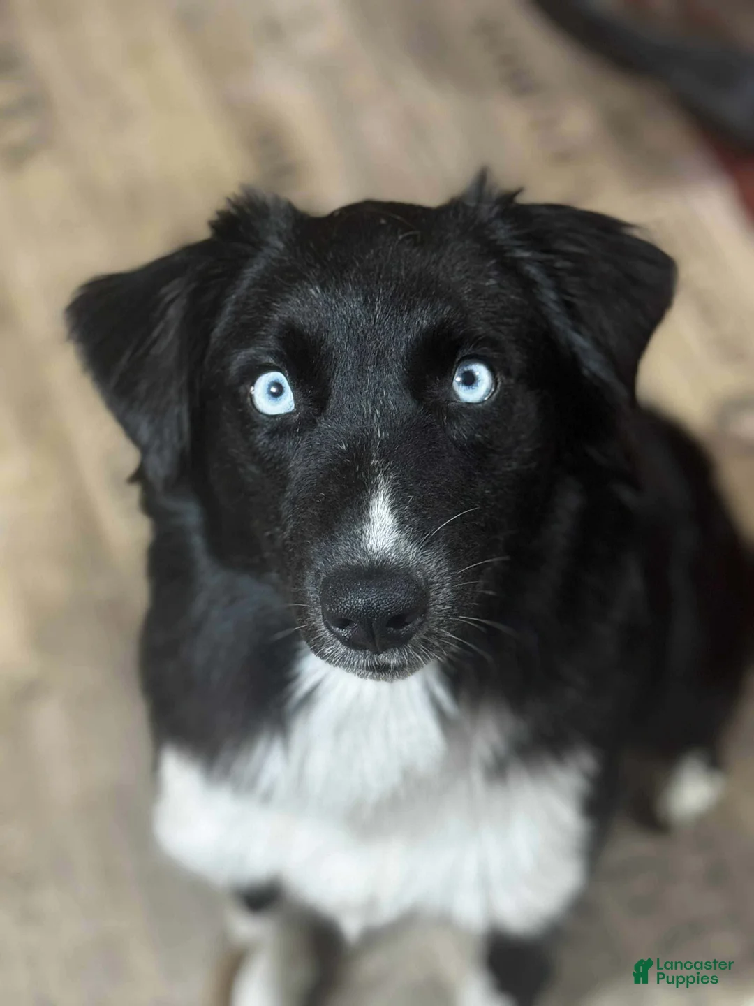 Mixed Breed dogs for sale: Mixed Breed Puppy 3 - Ad 5