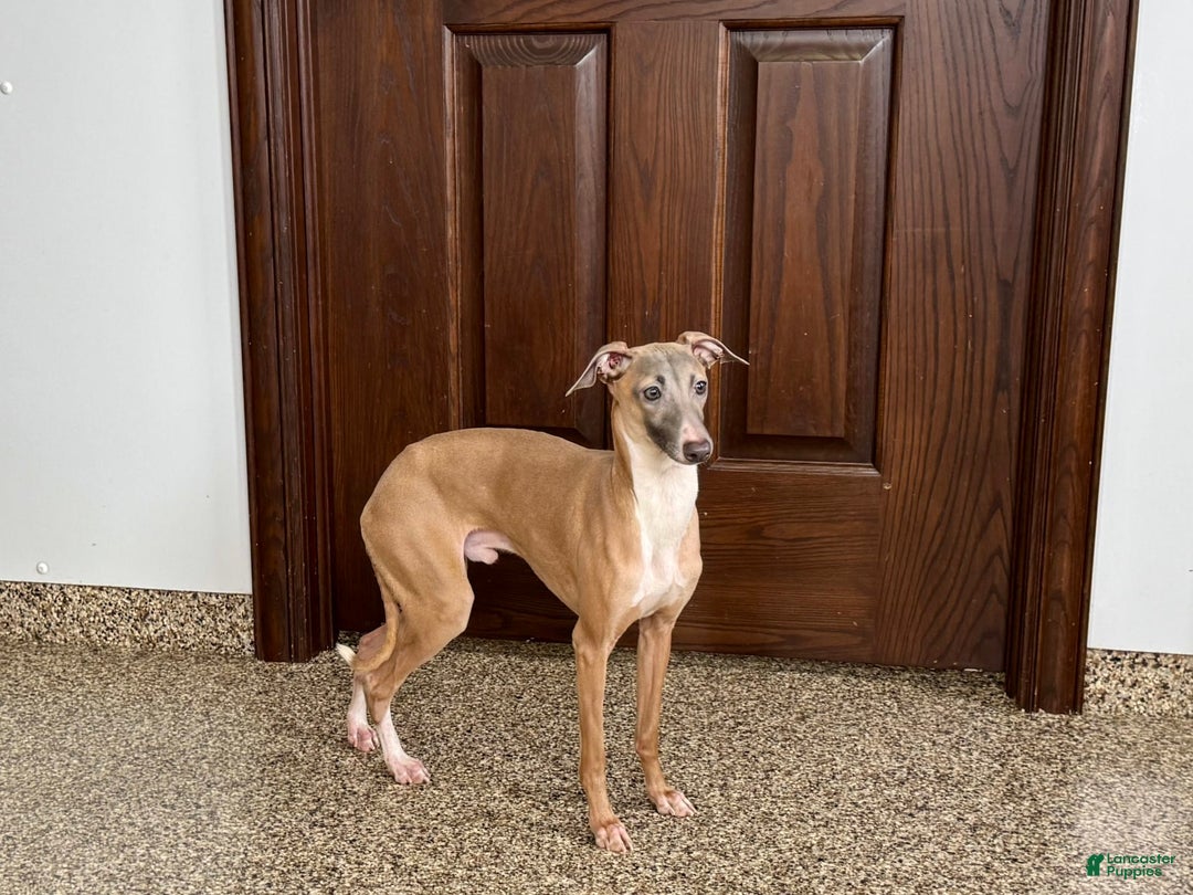 Italian Greyhound dogs for sale: Kenny - Ad 6