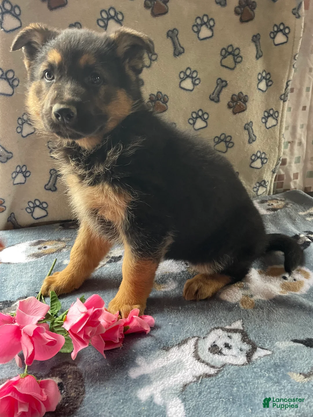 German Shepherd dogs for sale: Sadie - Ad 3