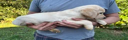 Goldador dogs for sale: Goldador Girl - Ad 3