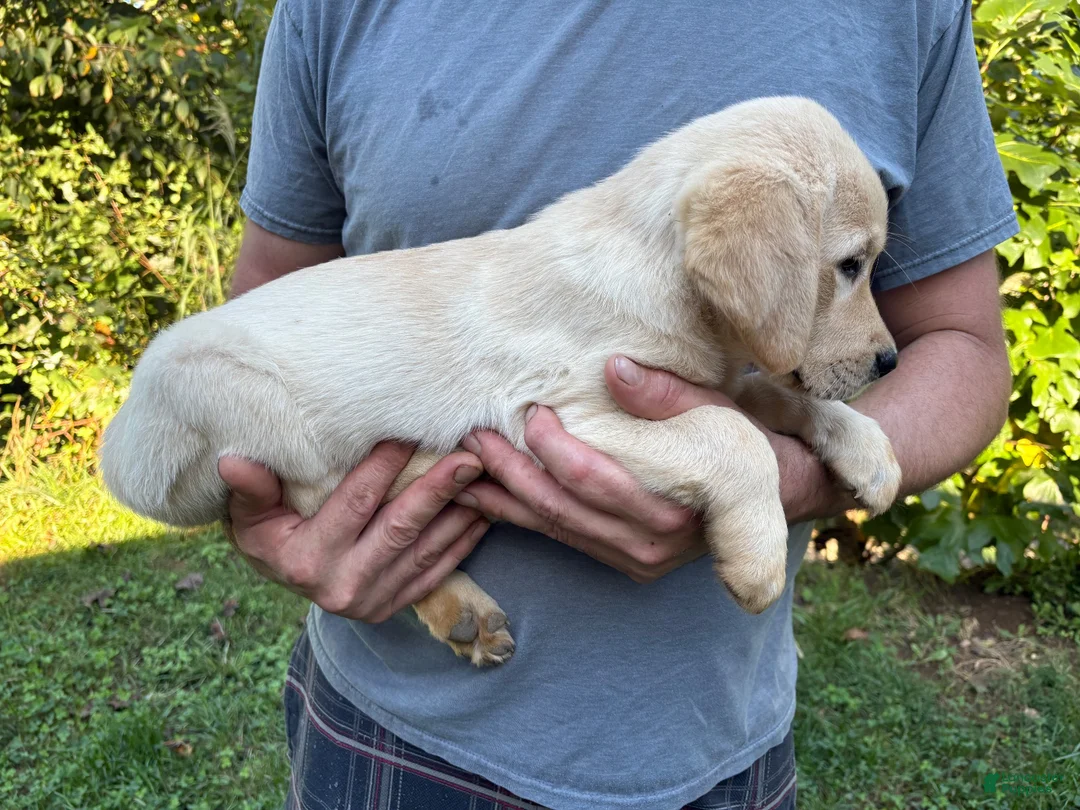 Goldador dogs for sale: Goldador Girl - Ad 3
