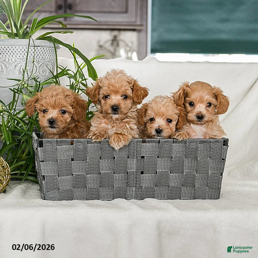 Maltipoo dogs for sale: Buffy - Ad 3