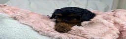 Cavapoo dogs for sale: Tootsie 🎀 - Ad 14