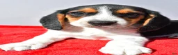 Beagle dogs for sale: Domino - Ad 5