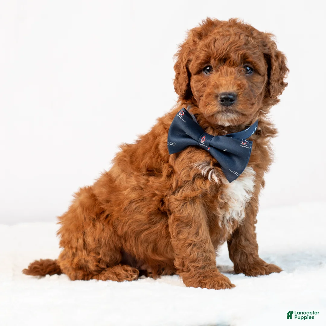 Mini Goldendoodle dogs for sale: Bosco - Ad 1