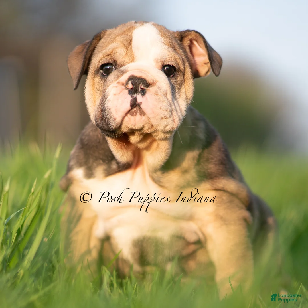 English Bulldog dogs for sale: Birdie AKC - Ad 2