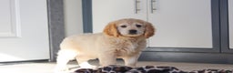 Miniature Golden Retriever dogs for sale: Kirby - Ad 5