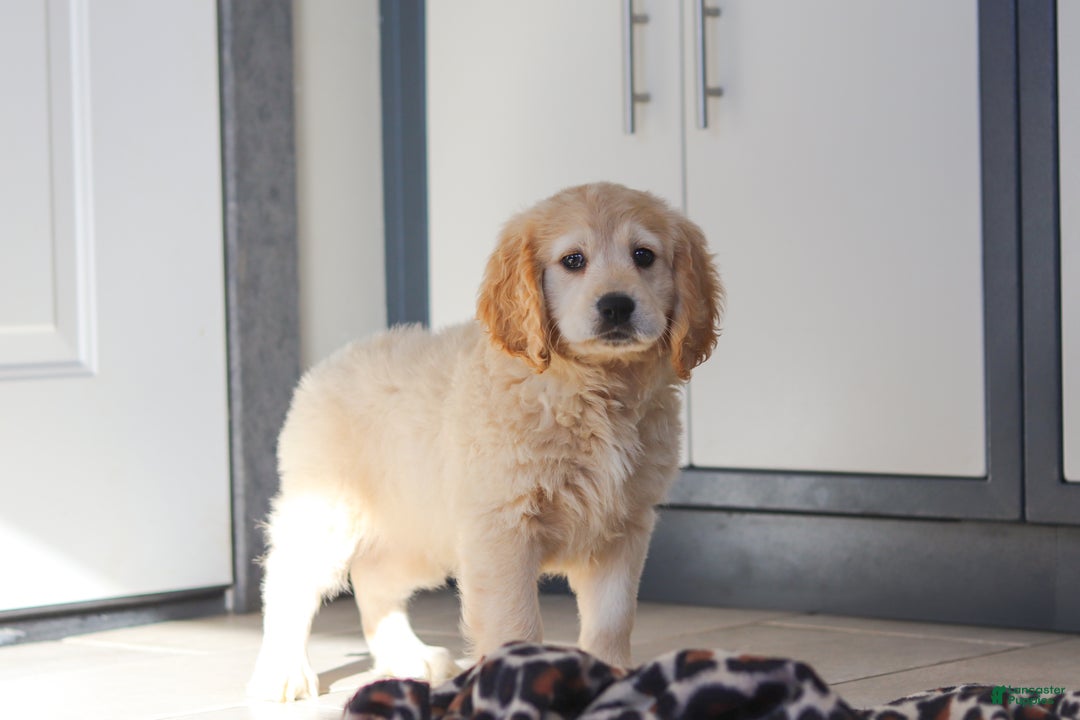 Miniature Golden Retriever dogs for sale: Kirby - Ad 5