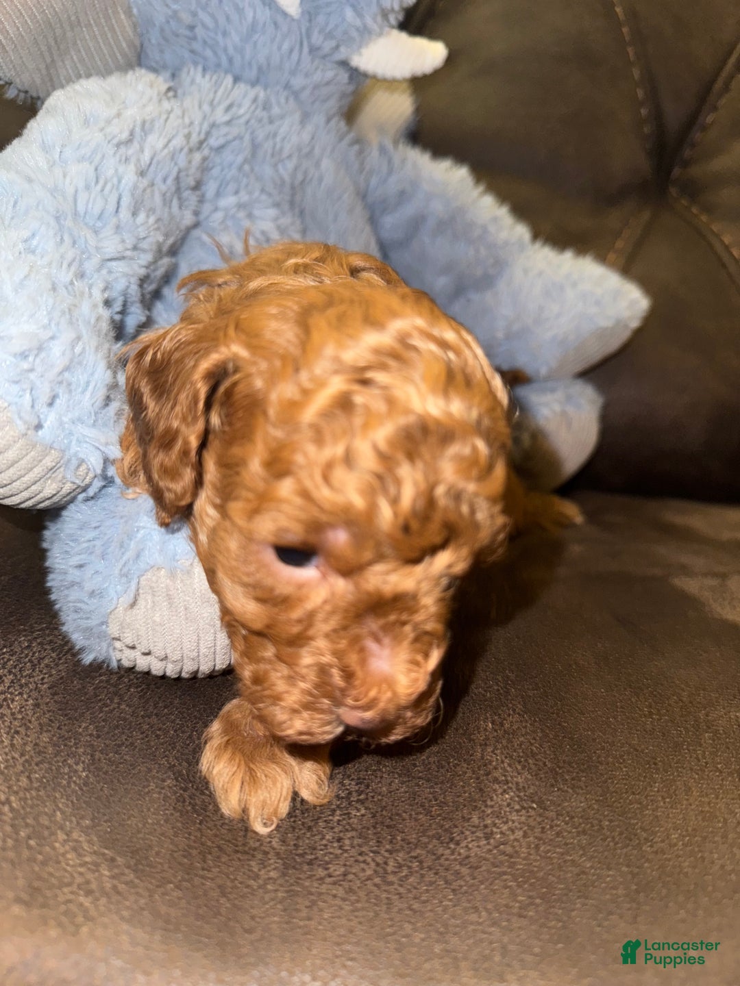 Miniature Poodle dogs for sale: Miniature Poodle Lulu - Ad 5