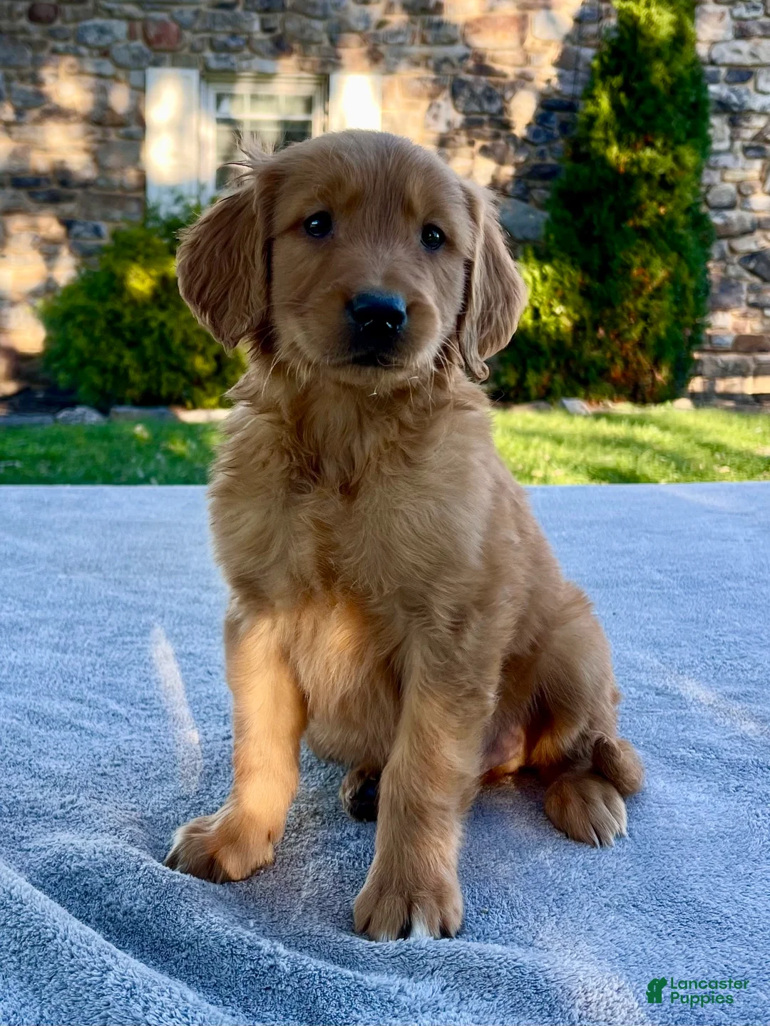 Golden Retriever dogs for sale: Luke - Ad 1