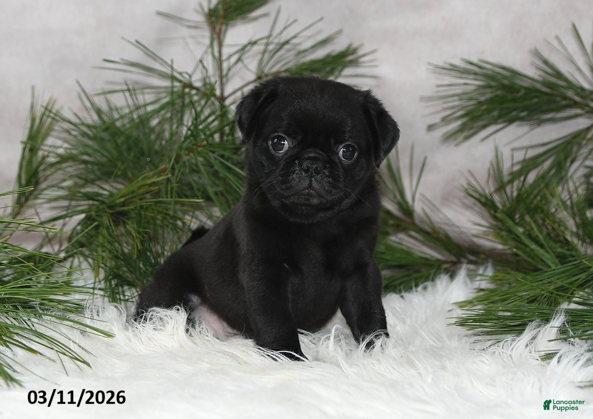 Pug dogs Everett - Ad 2