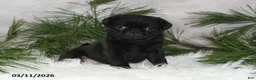 Pug dogs for sale: Everett - Ad 2