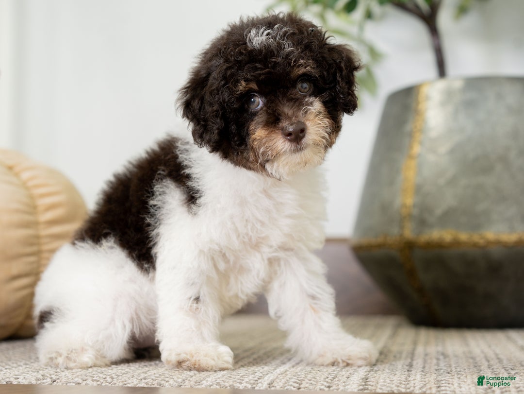 Miniature Poodle dogs for sale: Betty - Ad 15