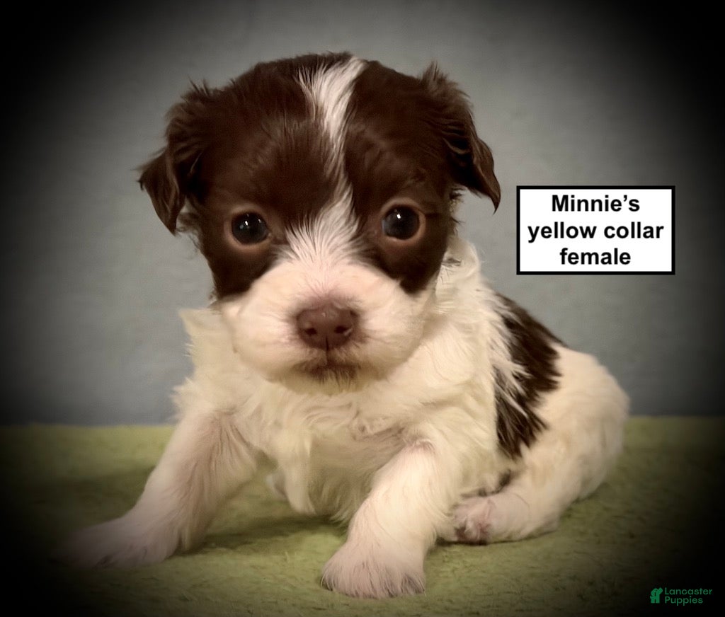 Havanese dogs for sale: AKC Minnie's Yellow Collar Female - Ad 2