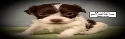 Havanese dogs for sale: AKC Minnie's Yellow Collar Female - Ad 1