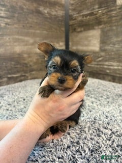 Yorkshire Terrier dogs for sale: Matthew - Ad 2